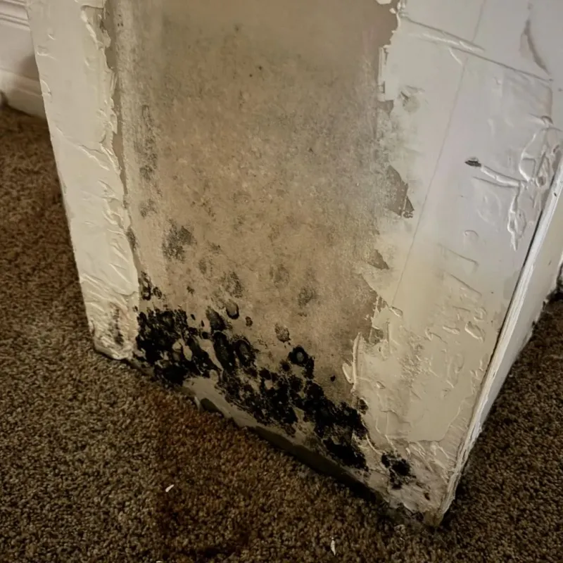 Professional Mold Removal in Mascoutah, IL